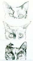 A Study of Cat's Ears